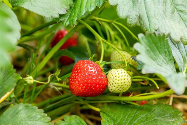 Aedmaasikas 'Rumba' P10 (frigotaimed) Eestis kasvatatud