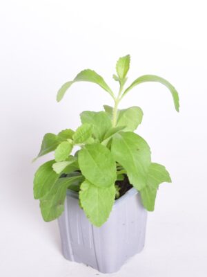 Paraguai suhkruleht P8