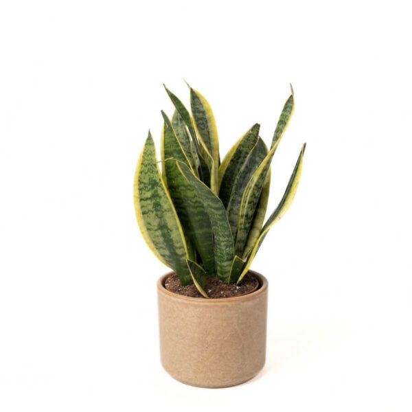 Kolmevöödiline havisaba 'Futura Superba' P17