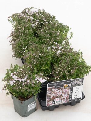 Nõeljalehine leeklill ‘Amazing Grace’ P12