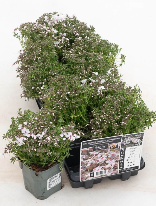 Nõeljalehine leeklill 'Amazing Grace' P12