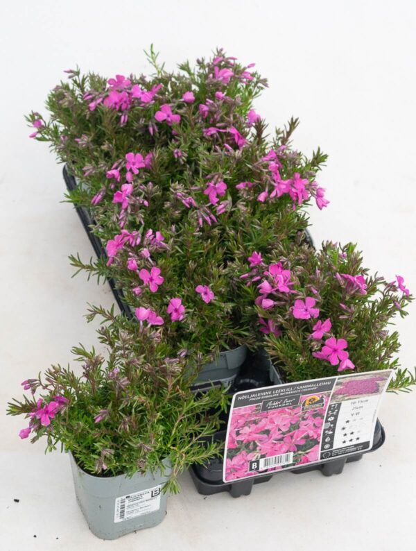 Nõeljalehine leeklill 'McDaniel's Cushion' P12