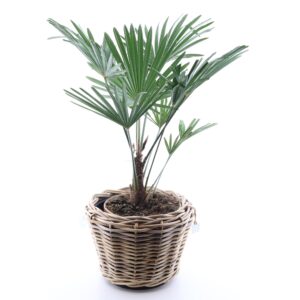 Wagneri karuspalm P26 60-80cm