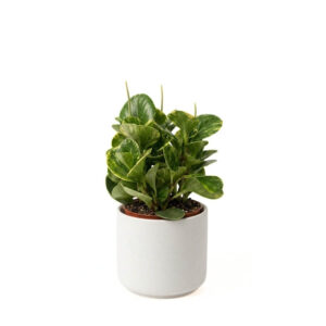 Tömbilehine peperoomia ‘Golden Gates’ P12