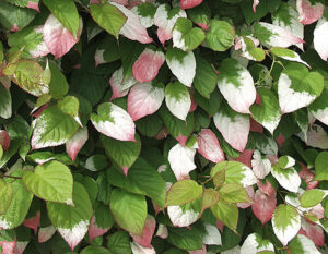 Südajas aktiniidia ‘Adam’ isastaim P14