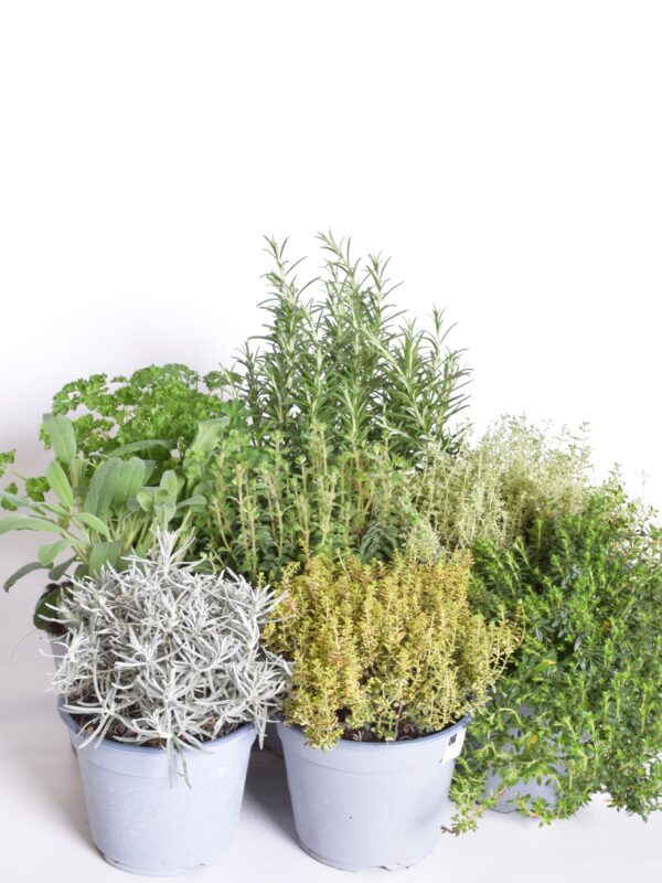 Maitsetaim P12 erinevad