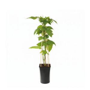 Kääbuspampel ‘Little Black Prince’ P15