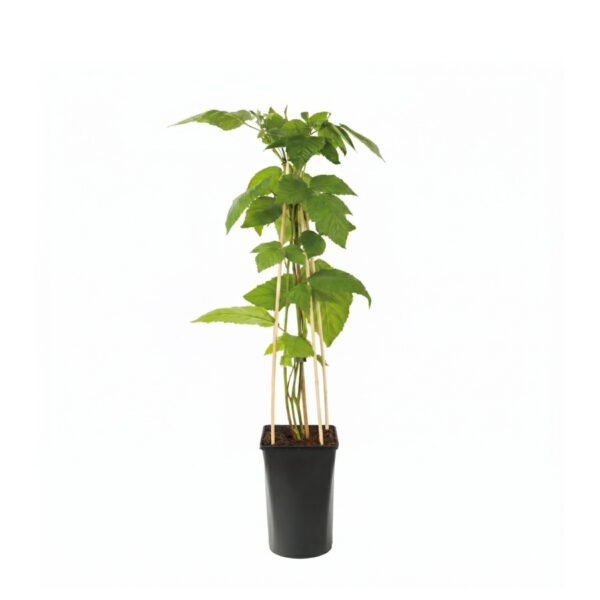 Kääbuspampel 'Little Black Prince' P15