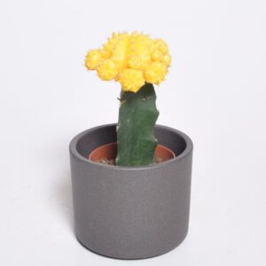 Nudinupp P8,5 poogitud erinevad