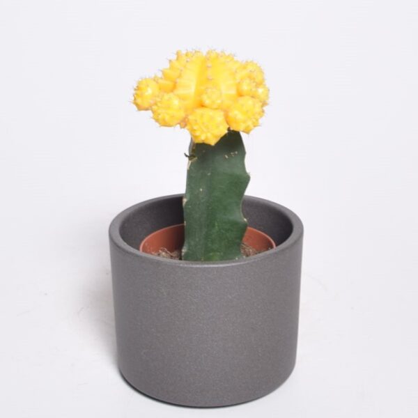 Nudinupp P8,5 poogitud erinevad