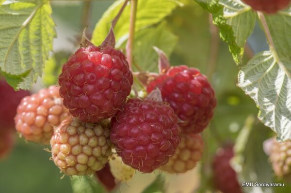 Harilik vaarikas 'Ottawa' P23 60-70cm