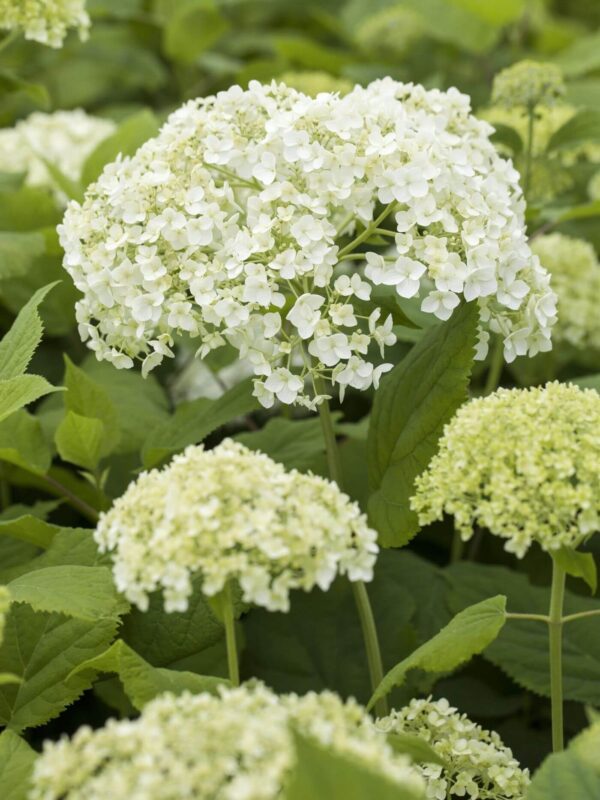 Puishortensia 'FlowerWOW'® P19