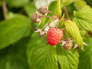 Vaarikas ‘Autumn Bliss’ P15