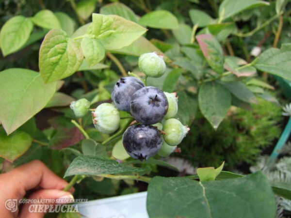 Kännasmustikas 'Arto' P23 30-40cm