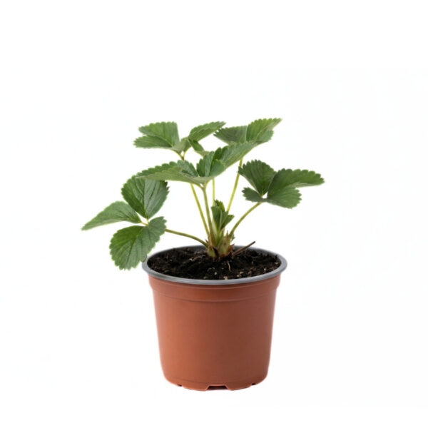 Aedmaasikas 'Rumba' P10 (frigotaimed) Eestis kasvatatud