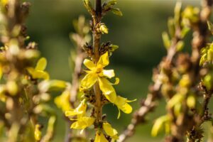 Värdforsüütia ‘Nimbus’ P17 35cm