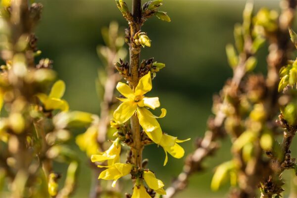 Värdforsüütia 'Nimbus' P17 35cm