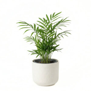 Kollakas pisipalm (kuldviljak) P10,5