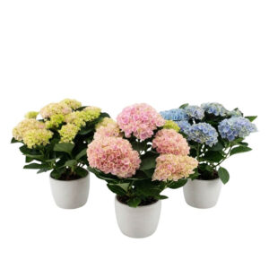 Suurelehine hortensia ‘Magical Evolution’ P12