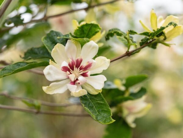 Hiina vürtspõõsas 'Venus' P19