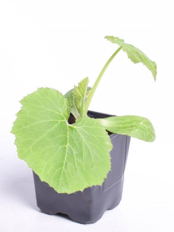 Suvikõrvits 'Ezra F1' P9 Eestis kasvatatud