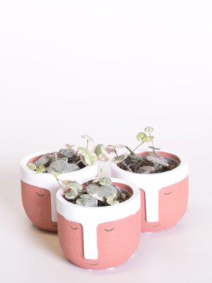 Woodi laternlill ‘Pink Variegata’ P6