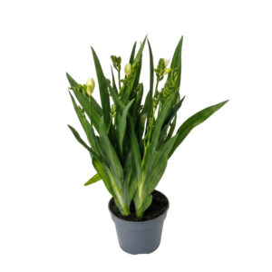 Freesia P13 erinevad