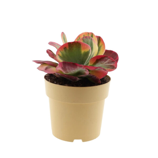 Kollane kalanhoe 'Red Lips' P17