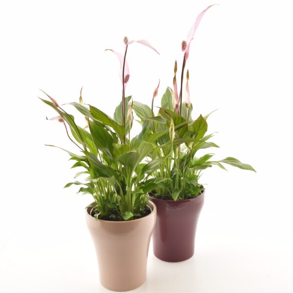 Tõlvlehik 'Bellini' P13 värvitud