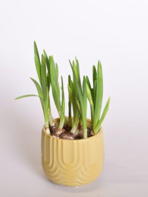 Nartsiss ‘Lucky Number’ P12