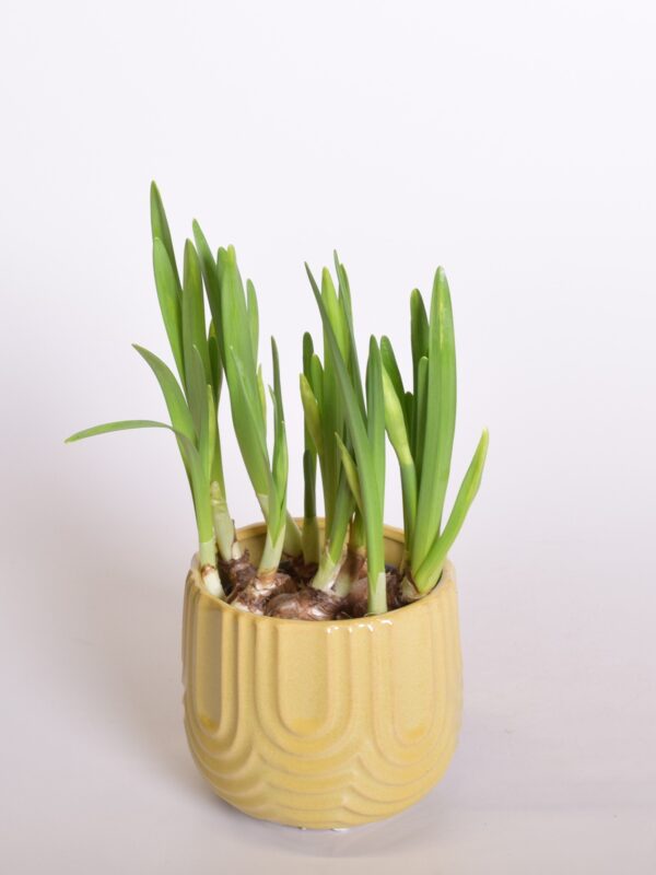 Nartsiss 'Lucky Number' P12