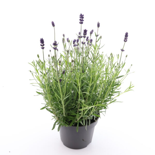 Tähklavendel 'Lavance Purple' P11