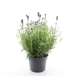 Tähklavendel ‘Lavance Purple’ P11