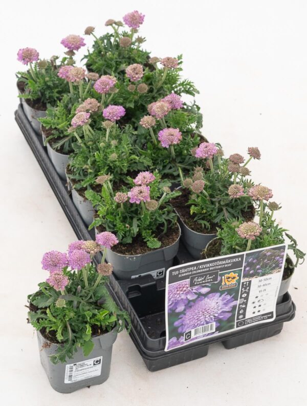 Tui-tähtpea 'Butterfly Blue' P12 Eestis kasvatatud