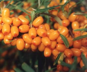 Astelpaju emastaim ‘Botanitšeskaja Ljubitelskaja’ P19 100cm