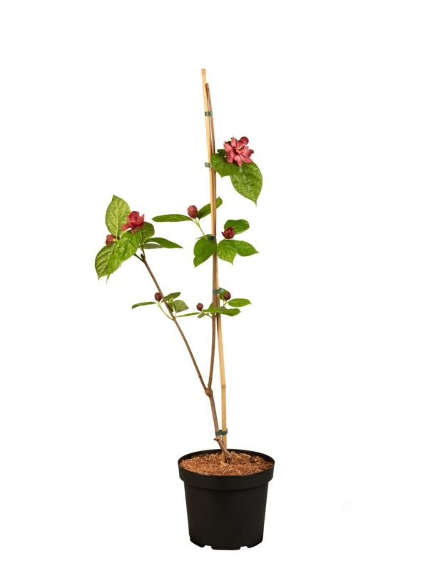 Hiina vürtspõõsas 'Hartlage Wine' P19