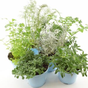 Maitsetaim P12 erinevad