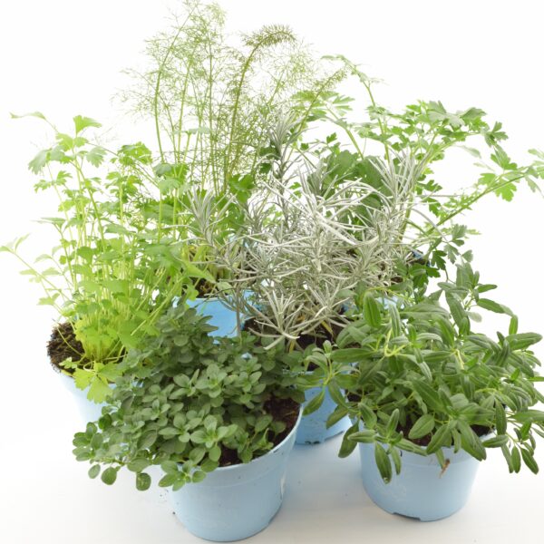 Maitsetaim P12 erinevad