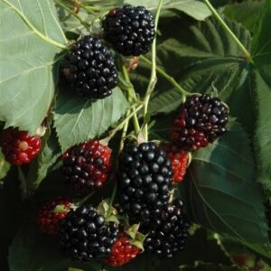 Läänevaarikas ‘Black Jewel’ P15