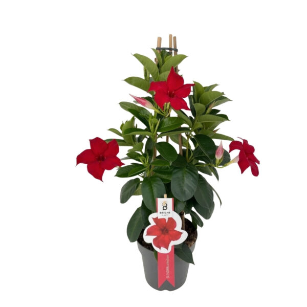 Mandvill 'Summerstar Red' P17