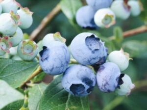 Kännasmustikas ‘Duke’ P17