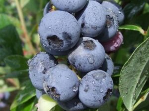 Kännasmustikas ‘Goldtraube’ P17