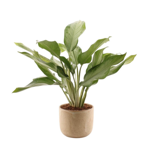 Aglaoneema 'Cleopatra' P17 40cm