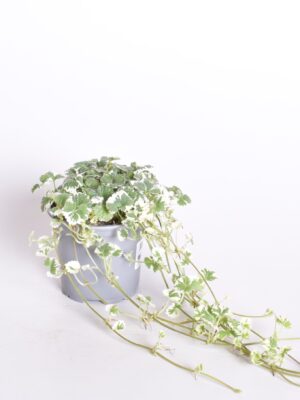 Harilik maajalg P10,5