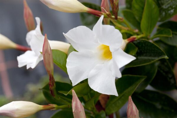 Mandvill 'Diamantina Jade White' P17