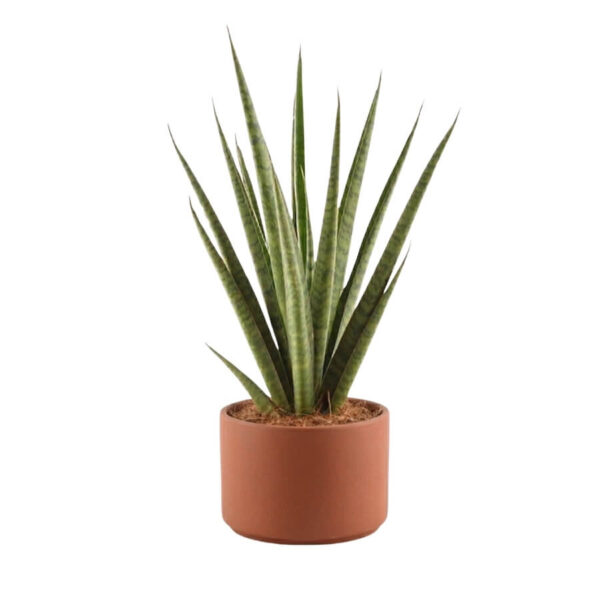 Havisaba 'Pineapple' P14