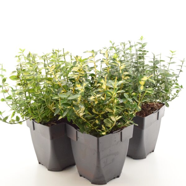 Fortune'i kikkapuu P17 erinevad