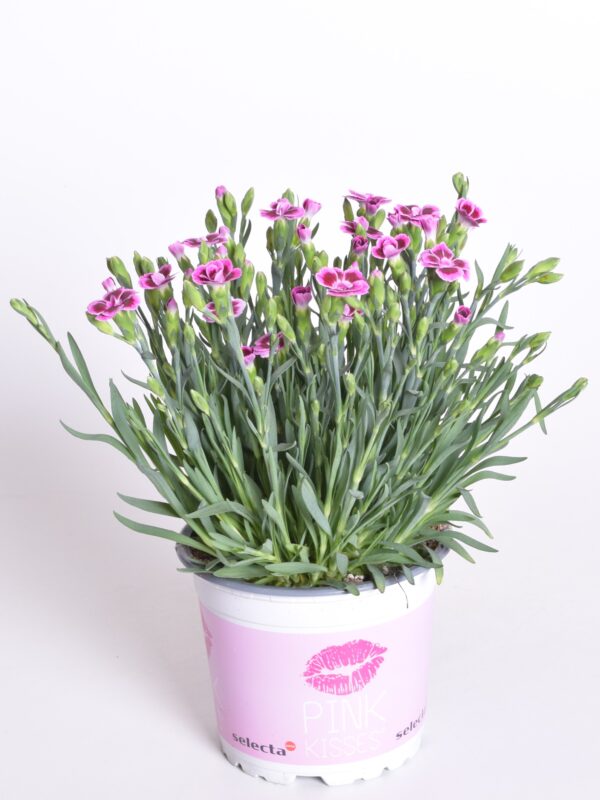 Nelk 'Pink Kisses' P10,5/P11/P12