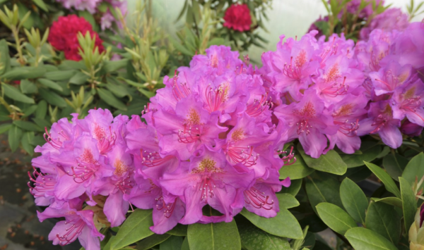 Rododendron 'Pink Purple Dream' P32 60-80cm