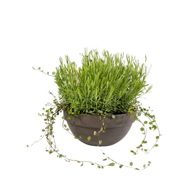 Tähklavendel 'Hidcote'+ronitatar P30 savipotis